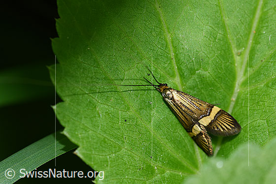 Photo: Dead Nemophora degeerella.