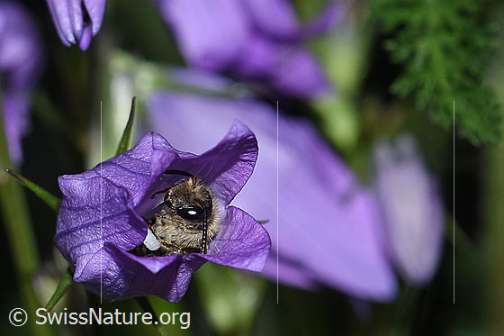 Foto: Glockenblumen-Sägehornbiene (Melitta haemorrhoidalis) schaut aus Blüte einer Glockenblume.
Umgebung: Rand eines Feldweges in Hügellandschaft. Ca. 740m ü.M.
Verhalten: Diese Glockenblumen-Sägehornbiene hat in der Blüte der Glockenblume übernachtet.
Lat.: Melitta haemorrhoidalis
Familie: Apidae (Bienen)
Untefamilie: Melittidae
Gattung: Melitta (Sägehornbienen)