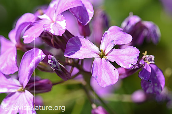 Foto: Gemeine Nachtviole (Hesperis matronalis). Leicht verwelkte Blüten.