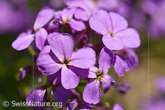 Gemeine Nachtviole (Hesperis matronalis)