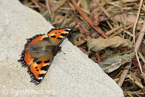 Foto: Kleiner Fuchs (Aglais urticae). Auf Sandsteinplatte sitzend. Flügel geöffnet. Ansicht von schräg oben.