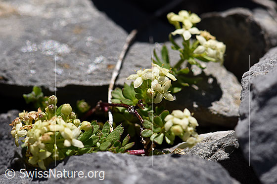 Schweizer Labkraut (Galium megalospermum)