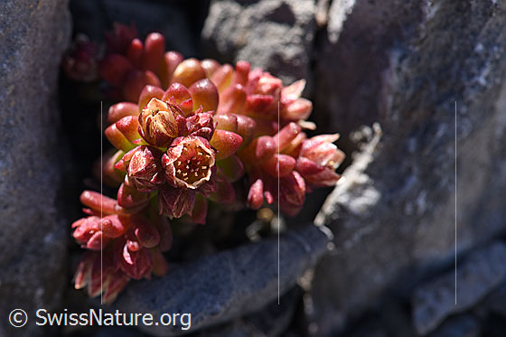 Foto: Dunkler Mauerpfeffer (Sedum atratum). Blüten, noch nicht ganz geöffnet.