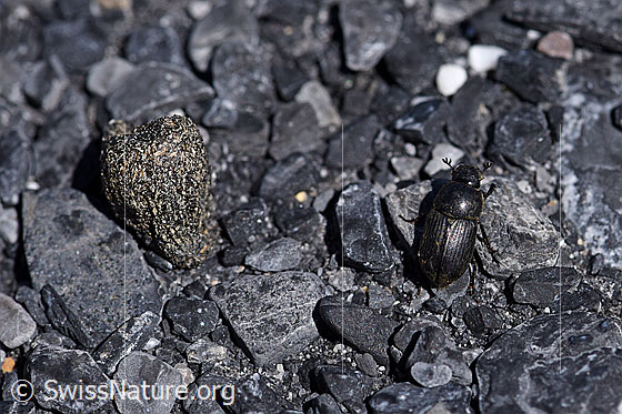 Foto: Grosser Dungkäfer (Aphodius fossor), Alias Grabender Dungkäfer, Länge 10-13mm neben Kot, welcher von einem Schneehasen (Lepus timidus) stammt.
