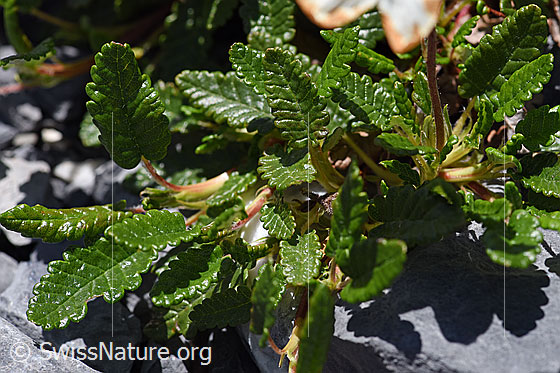 Photo: Dryas octopetala. Leaves.