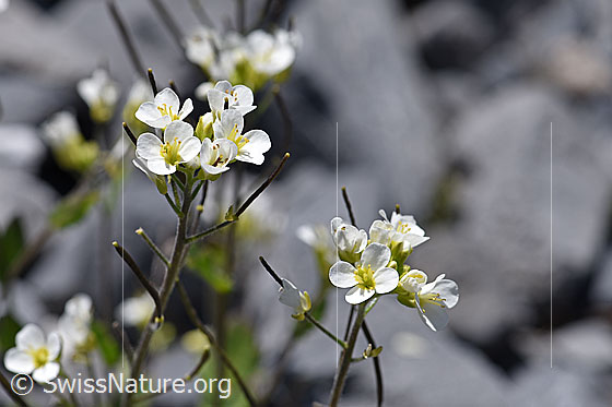 Photo: Arabis alpina. Blossoms.