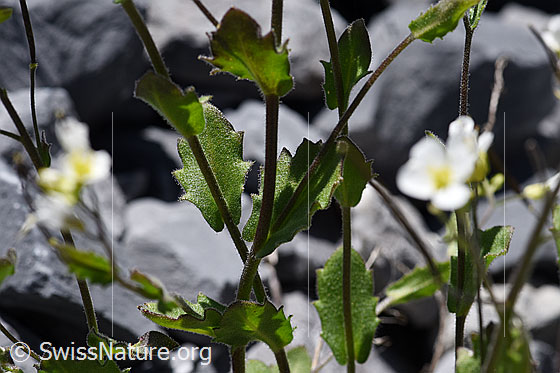 Photo: Arabis alpina. Stem and leaves.