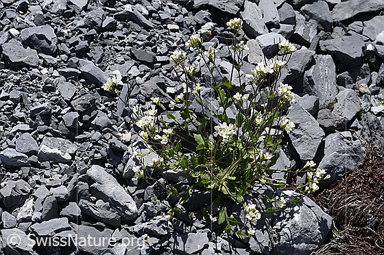 Photo: Arabis alpina. Whole plant (habiti).