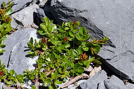 Foto: Stumpfblättrige Weide (Salix retusa). Ganze Pflanze (Habitus).