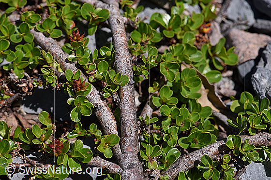 Foto: Stumpfblättrige Weide (Salix retusa). Stämmchen und Blätter.