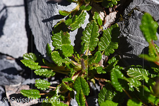 Photo: Dryas octopetala. Leaves.