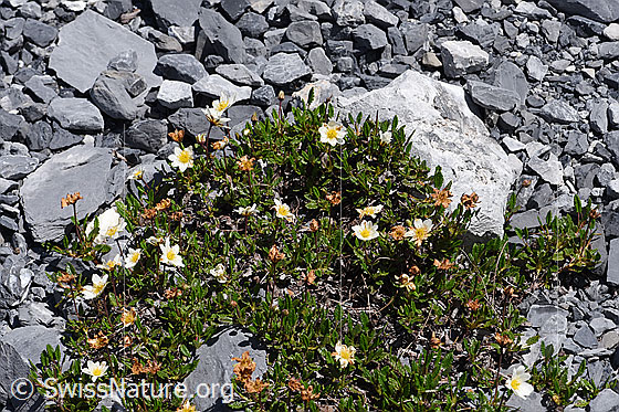 Photo: Dryas octopetala. Flower cushion.