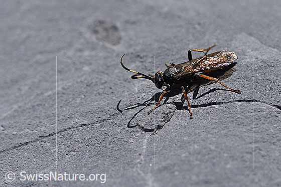 Oronotus binotatus (ichneumon wasp)
