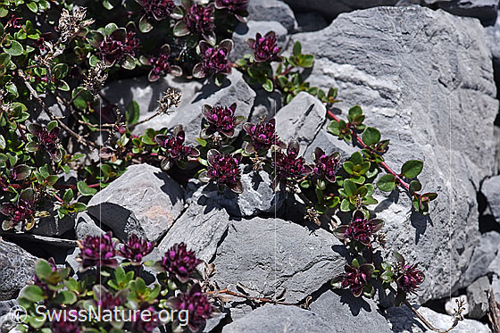 Foto: Vielhaariger Thymian (Thymus polytrichus). Blüten, Stängel und Blätter.