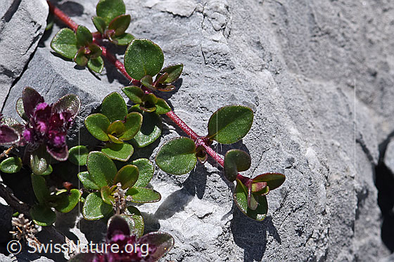 Foto: Vielhaariger Thymian (Thymus polytrichus). Stängel und Blätter.
