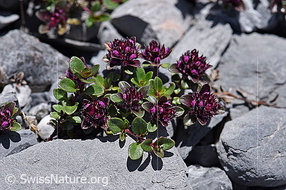 Foto: Vielhaariger Thymian (Thymus polytrichus). Kugelige Blütenstände und Blätter.