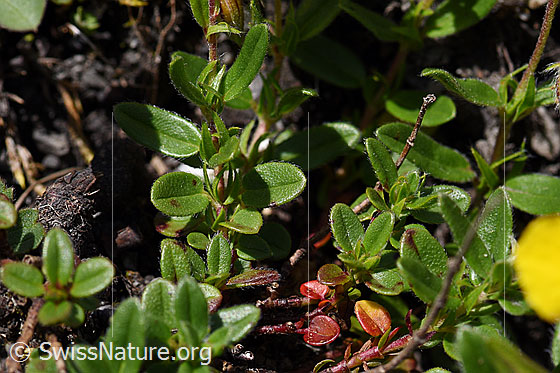 Foto: Grossblütiges Sonnenröschen (Helianthemum grandiflorum). Blätter.
Umgebung: Wegrand, ca. 1600m ü.M.
Lat.: Helianthemum grandiflorum
Familie: Cistaceae (Zistrosengewächse)