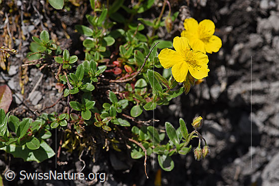 Foto: Grossblütiges Sonnenröschen (Helianthemum grandiflorum). Ganze Pflanze.
Umgebung: Wegrand, ca. 1600m ü.M.
Lat.: Helianthemum grandiflorum
Familie: Cistaceae (Zistrosengewächse)
