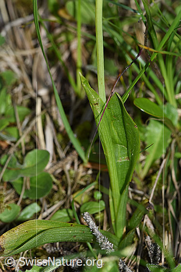 Foto: Fliegen-Ragwurz (Ophrys insectifera). Grundblätter und Stängel.