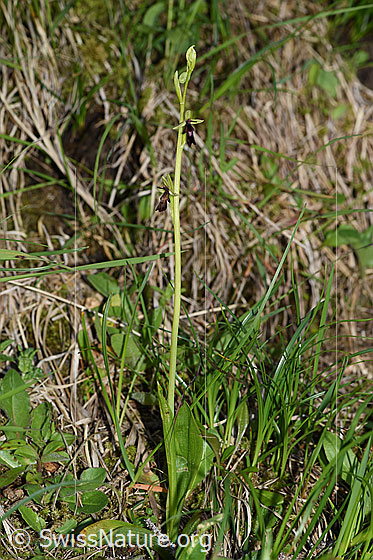 Foto: Fliegen-Ragwurz (Ophrys insectifera). Ganze Pflanze (Habitus).