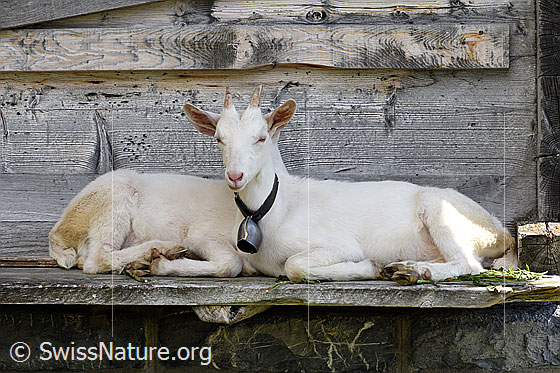 Foto: Hausziegen (Capra aegagrus hircus). Die beiden Ziegen setzten sich so hintereinander hin, dass nur der Kopf einer Ziege zu sehen ist.