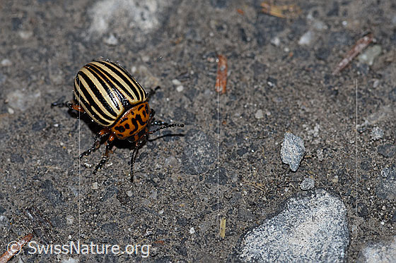 Photo: Colorado potato beetle (Leptinotarsa decemlineata), body length 7-11mm