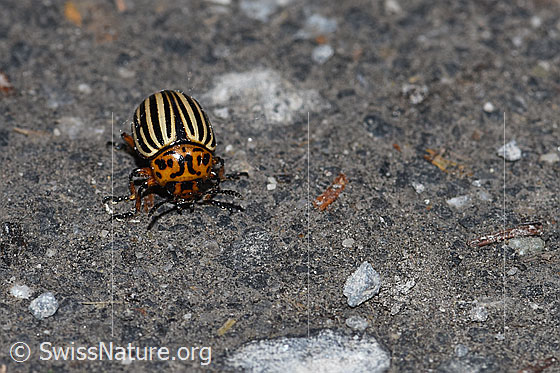 Photo: Colorado potato beetle (Leptinotarsa decemlineata), body length 7-11mm