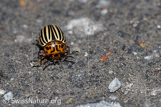 Photo: Colorado potato beetle (Leptinotarsa decemlineata), body length 7-11mm