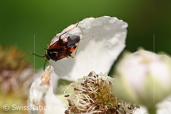 Rote Weichwanze (Deraeocoris ruber)