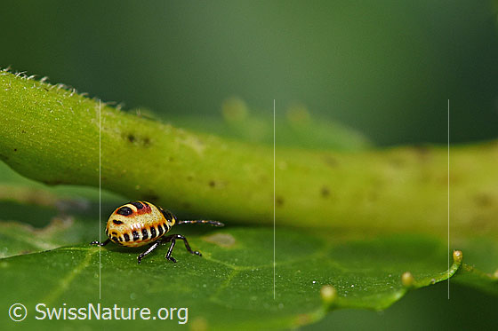 Foto: Kohlwanze (Eurydema oleracea, Alias: Eurydema oleraceum), Larve, Länge 3mm.