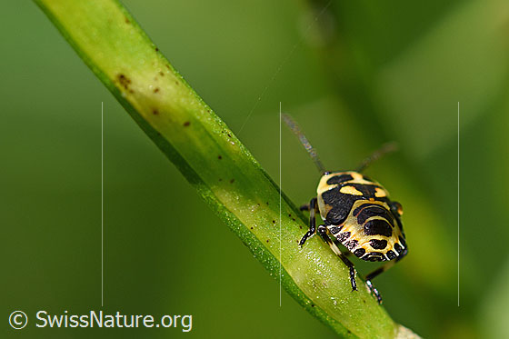 Foto: Kohlwanze (Eurydema oleracea, Alias: Eurydema oleraceum), Larve in letztem Stadium, Länge 5mm.