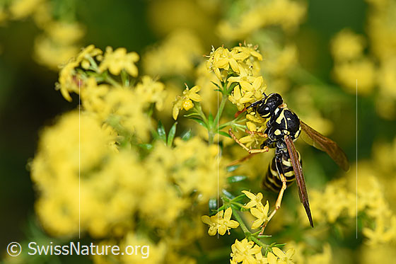 Photo: Paper wasp (Polistes dominula), femal, body length 13-18mm, on Galium verum.