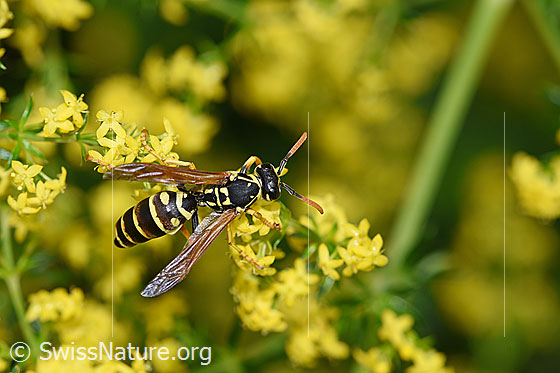 Foto: Französische Feldwespe (Polistes dominula) auf Blüte des Echten Labkraut (Galium verum). Weibchen, Körperlänge 13-18mm.
Französische Feldwespe: Alias Polistes dominulus. Alias: Haus-Feldwespe. Früher Gallische Feldwespe genannt.