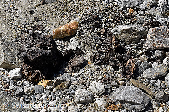Foto: Holzfund Nr. 1 am Unteraargletscher.
Dieses Foto zeigt das Holzstück von Holzfund Nr 1 am Fundort. Grösse: ca. 10 x 6 x 6cm.
Alter: Radiokarbonalter 2465 +/- 23 Jahre vor heute.