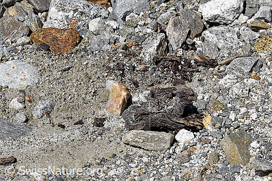 Foto: Holzfund Nr. 1 am Unteraargletscher.
Dieses Foto zeigt das Holzstück von Holzfund Nr 1 am Fundort. Grösse: ca. 10 x 6 x 6cm.
Alter: Radiokarbonalter 2465 +/- 23 Jahre vor heute.