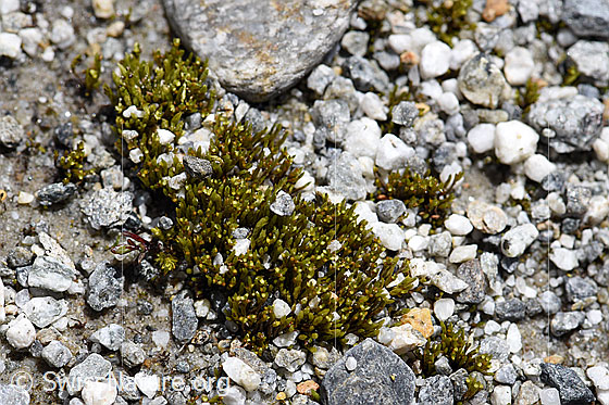 Foto: Moos auf fluvialem Boden.