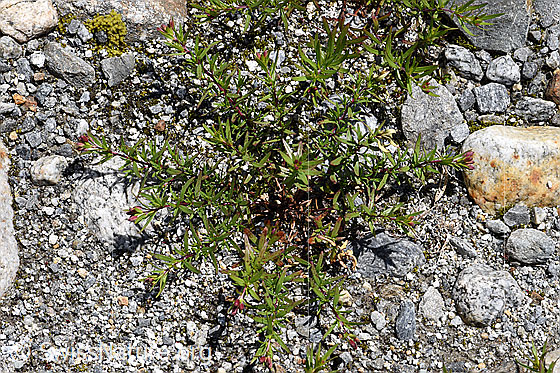 Photo: Epilobium fleischeri. Whole plant, still without flowers.