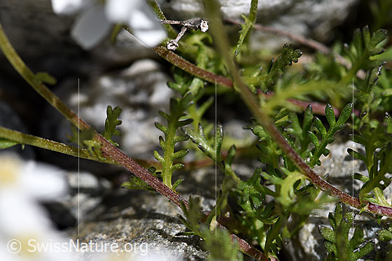 Photo: Achillea erba-rotta. Leaves.
