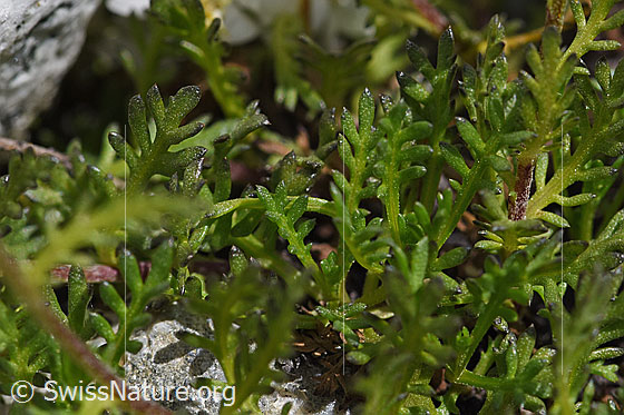 Photo: Achillea erba-rotta. Leaves.