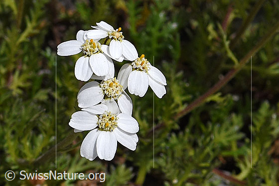 Moschus-Schafgarbe (Achillea erba-rotta)