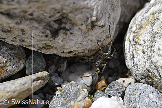 Foto: Wahrscheinlich Pardosa saturatior (Wolfspinne) an Stein.
Körperlänge: 8 - 9.5mm.
