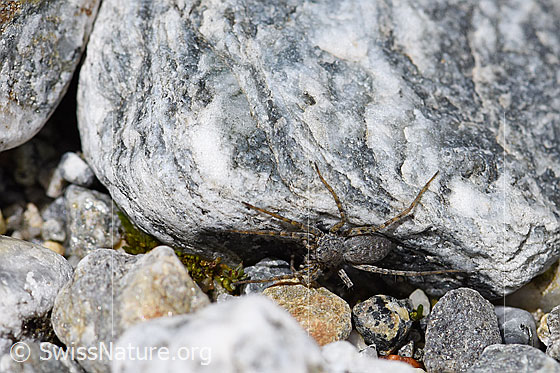 Foto: Wahrscheinlich Pardosa saturatior (Wolfspinne) an Stein.
Körperlänge: 8 - 9.5mm.