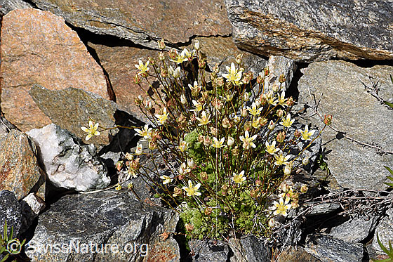 Foto: Moosartiger Steinbrech (Saxifraga bryoides). Ganze Pflanze (Habitus).