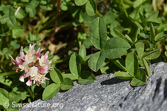 Foto: Thals Klee (Trifolium thalii). Blätter und Blüten.