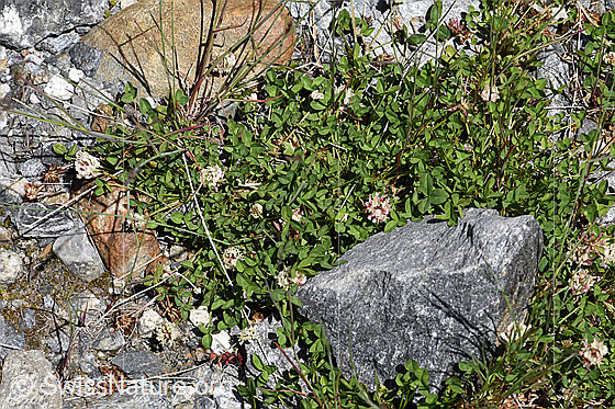 Photo: Trifolium thalii. Whole plant (habiti).