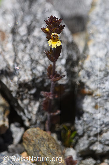 Foto: Zwerg-Augentrost (Euphrasia minima). Gesamtansicht.