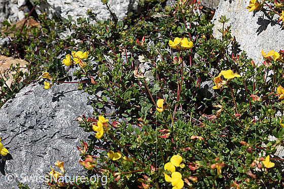Foto: Gewöhnlicher Hornklee (Lotus corniculatus). Ganze Pflanze (Habitus).