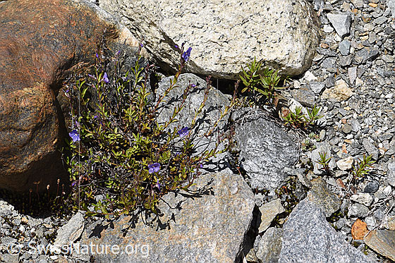 Foto: Felsen-Ehrenpreis (Veronica fruticans). Gesamtansicht (Habitus).