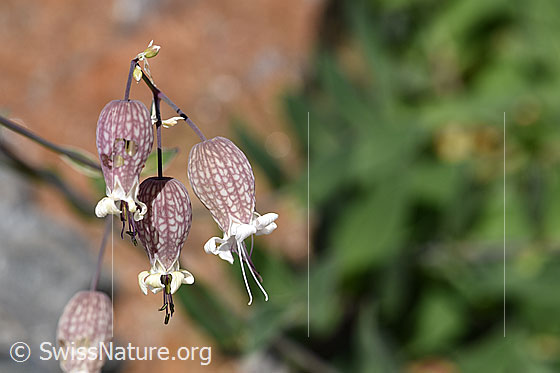 Silene vulgaris