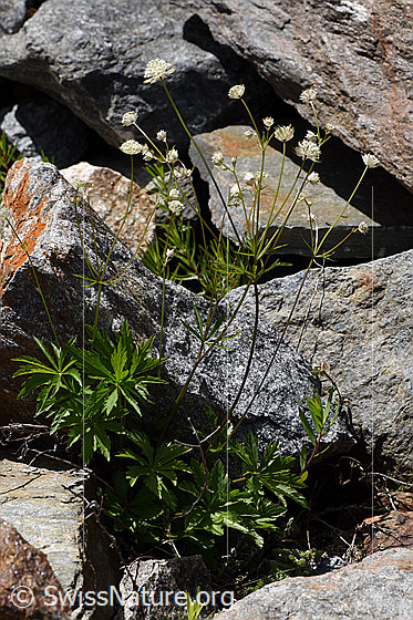 Foto: Kleine Sterndolde (Astrantia minor). Ganze Pflanze (Habitus)